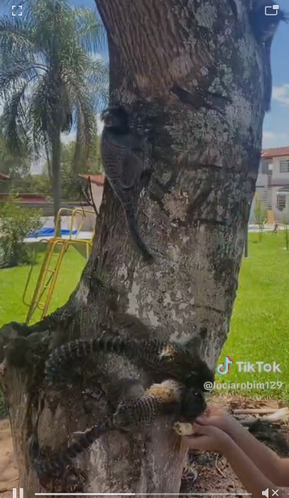 Video chacara